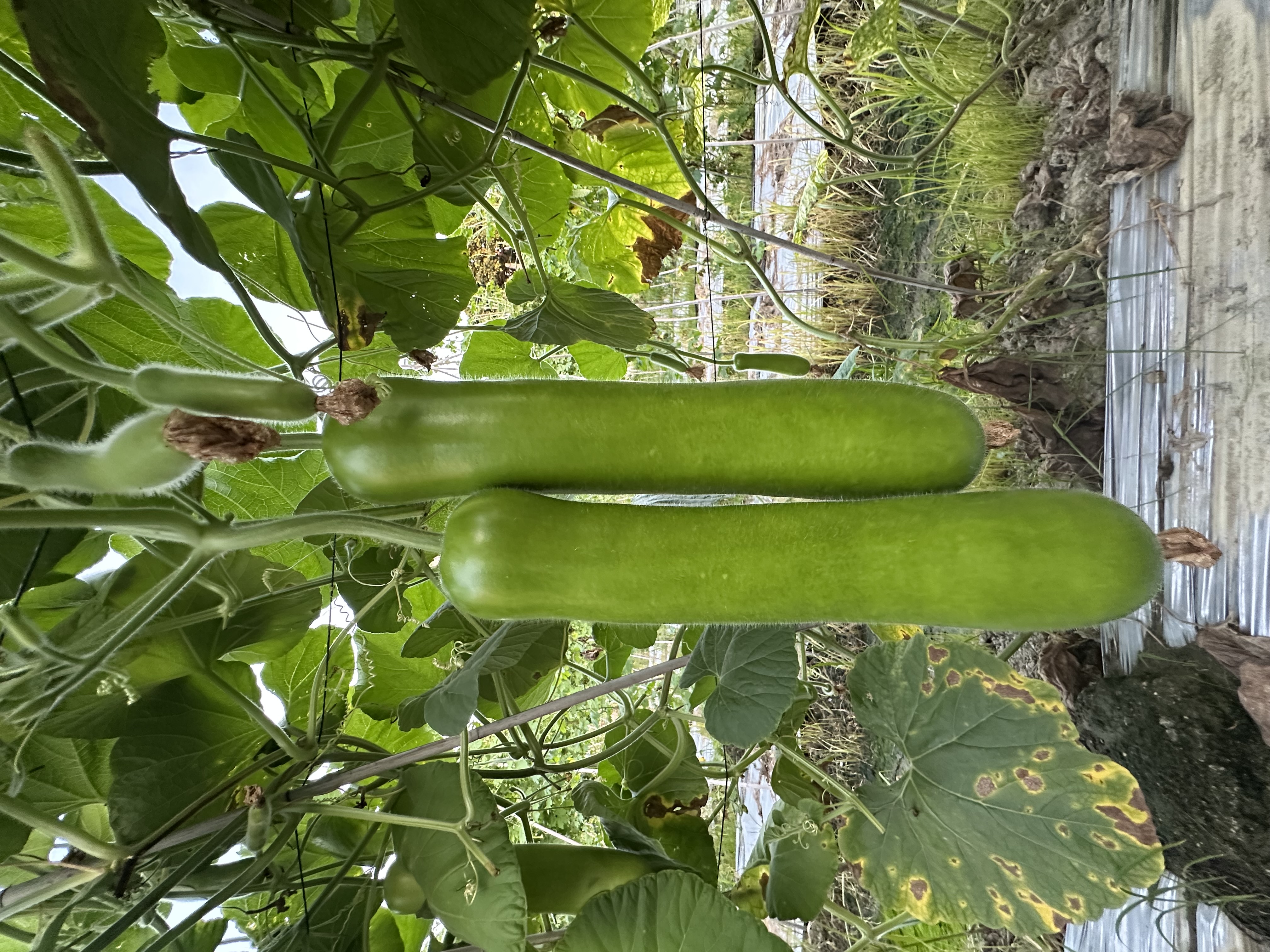 Shantou No.4 Bottle Gourd
