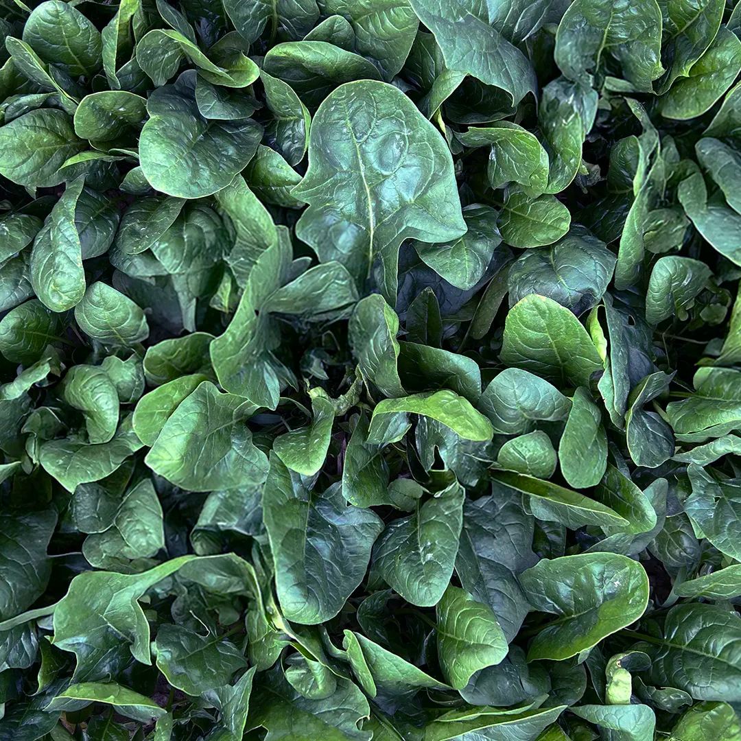 FujiJi No.7 Spinach