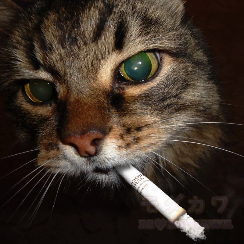 Cool Smoking Cat Print Hoodie Leopard Overalls Two Pieces Set - image 4
