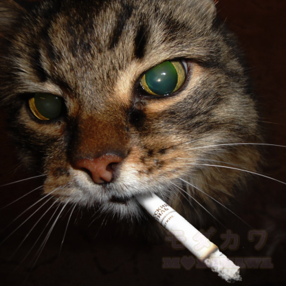Cool Smoking Cat Print Hoodie Leopard Overalls Two Pieces Set - image 4