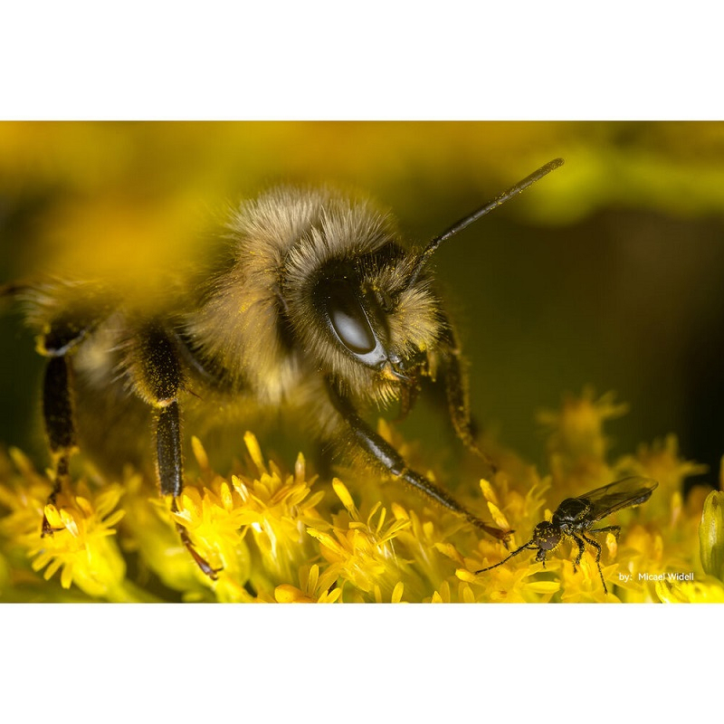 TTArtisan 40mm F/2.8 APS-C Lens (E / X Mount)