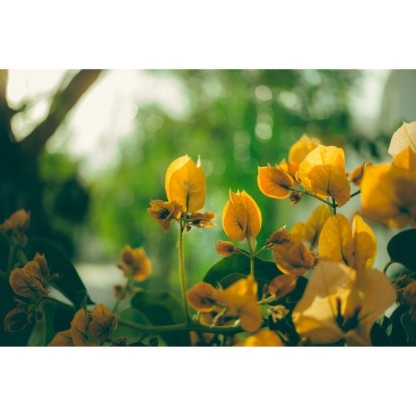 7Artisans AF 27mm F2.8 APSC Lens - E / X / Z Mount