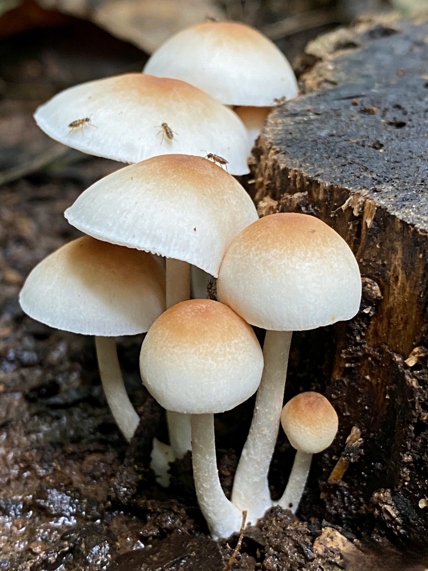 Authentic Termitomyces Mushroom Strain