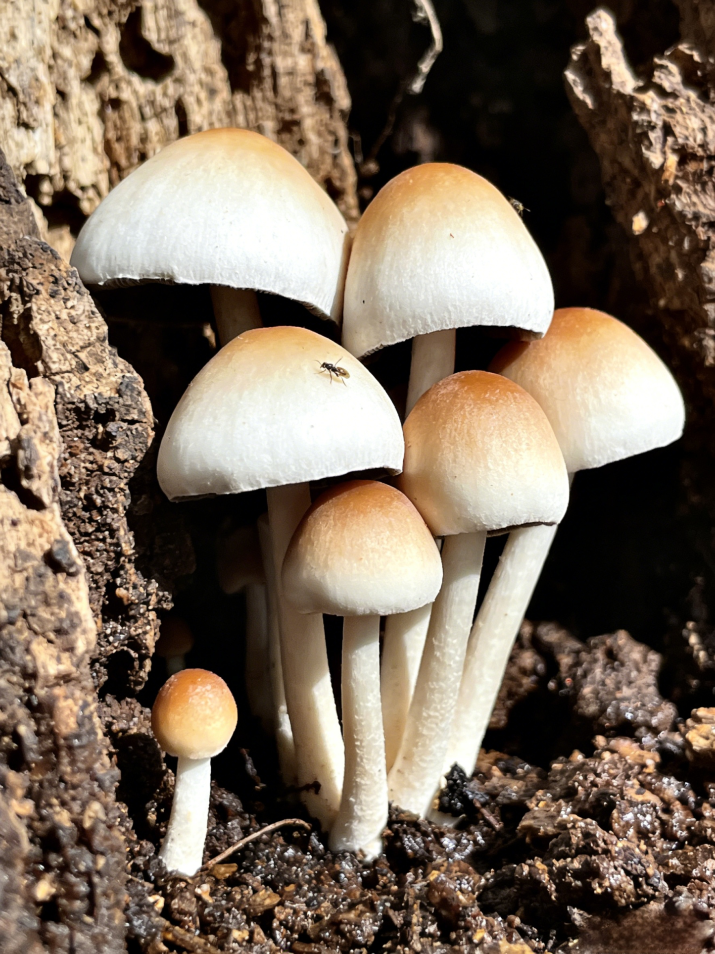 Authentic Termitomyces Mushroom Strain