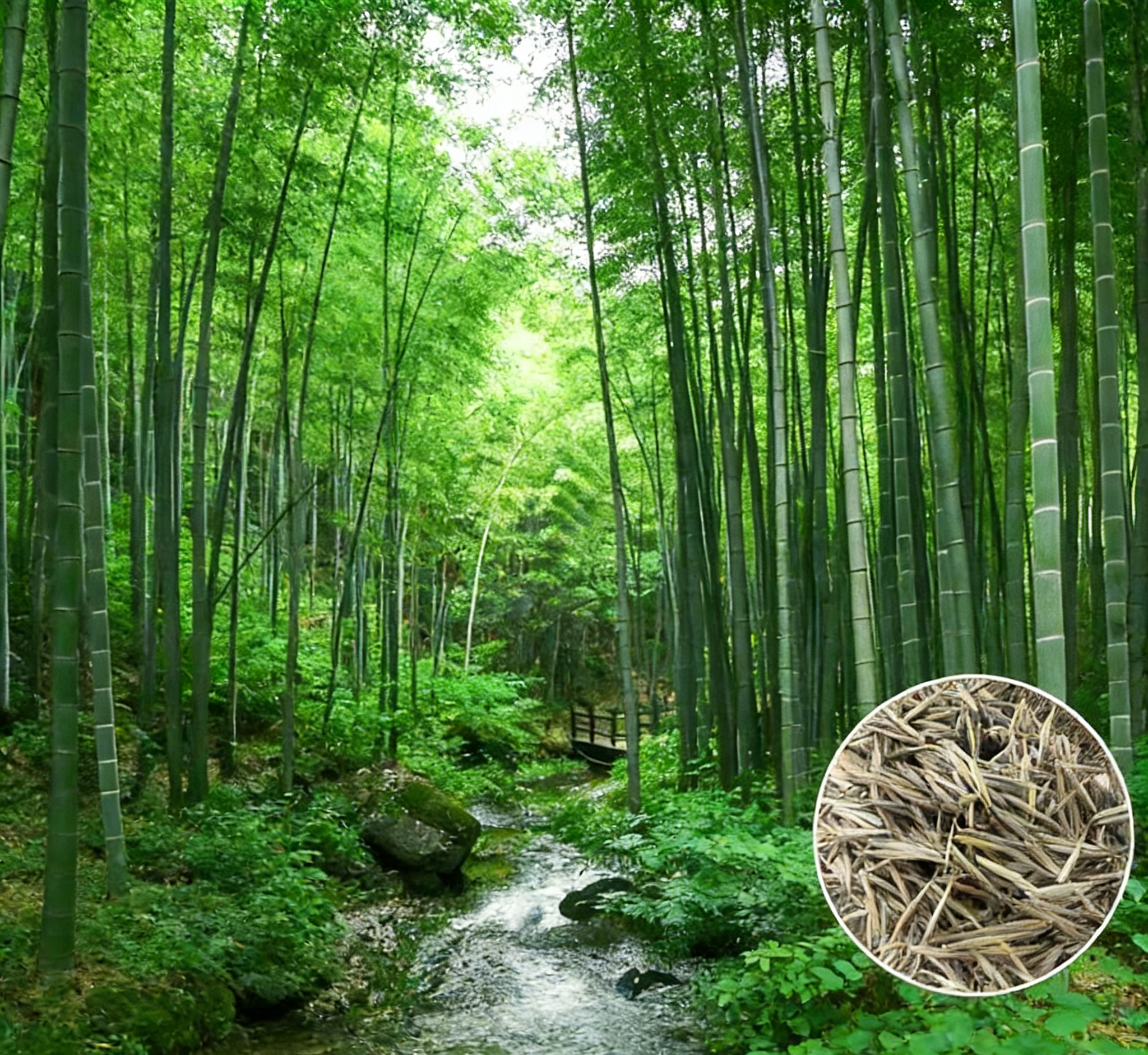 Cold-Resistant and Drought-Tolerant Green Bamboo Seeds for Air Purification