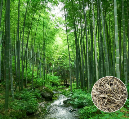 Cold-Resistant and Drought-Tolerant Green Bamboo Seeds for Air Purification