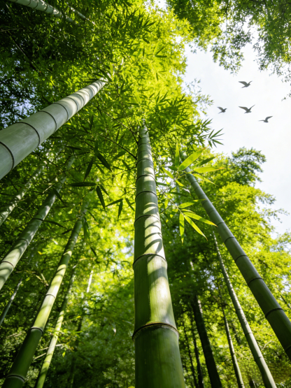Cold-Resistant and Drought-Tolerant Green Bamboo Seeds for Air Purification