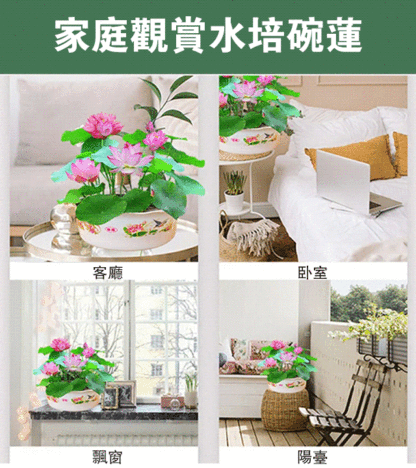 【轉運招財】觀賞水培碗蓮