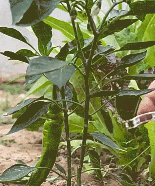 植物瓜果固定夾