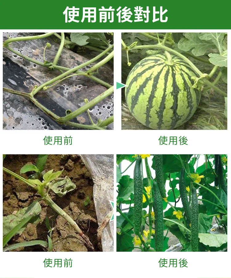 植物瓜果固定夾