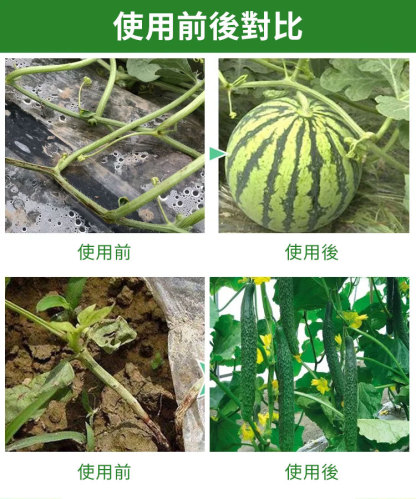 植物瓜果固定夾