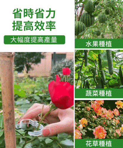 植物瓜果固定夾