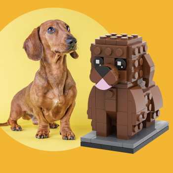 Corps Complet Teckel Personnalisable 1 Photo De Chien Chiffres De Brique Personnalisés Petit Bloc De Particules Brick Me Figures Teckel Personnalisé Uniquement - votrecollierprenomfr