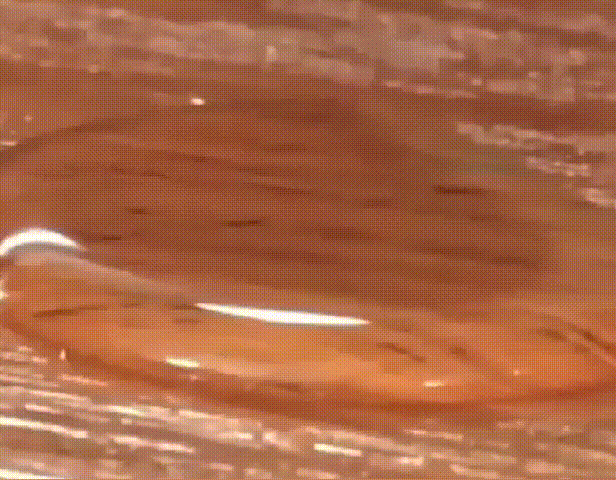 详情bo_14.gif