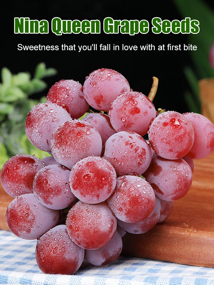 One grape seedling can produce 100 kg of grapes❗️❗️😍😍