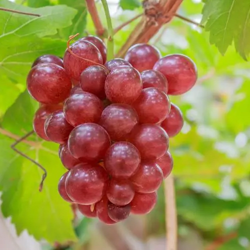 One grape seedling can produce 100 kg of grapes❗️❗️😍😍