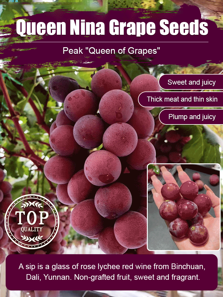 One grape seedling can produce 100 kg of grapes❗️❗️😍😍