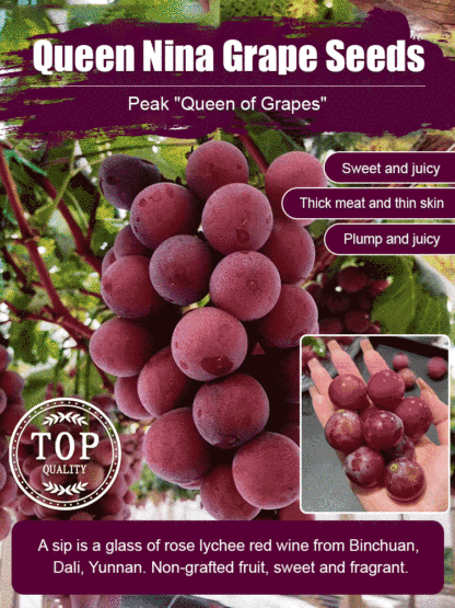 One grape seedling can produce 100 kg of grapes❗️❗️😍😍