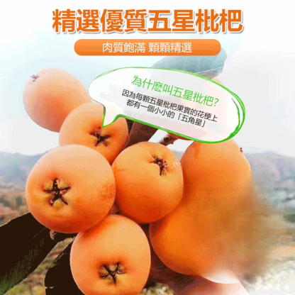 竹蜂鹽枇杷果干