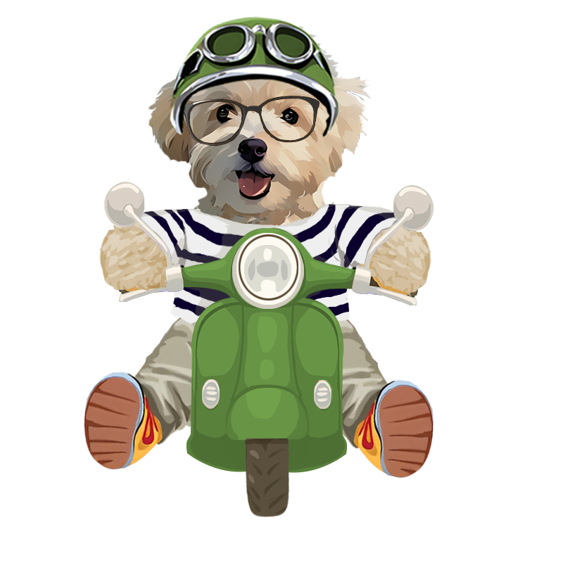 Motorbike Collection