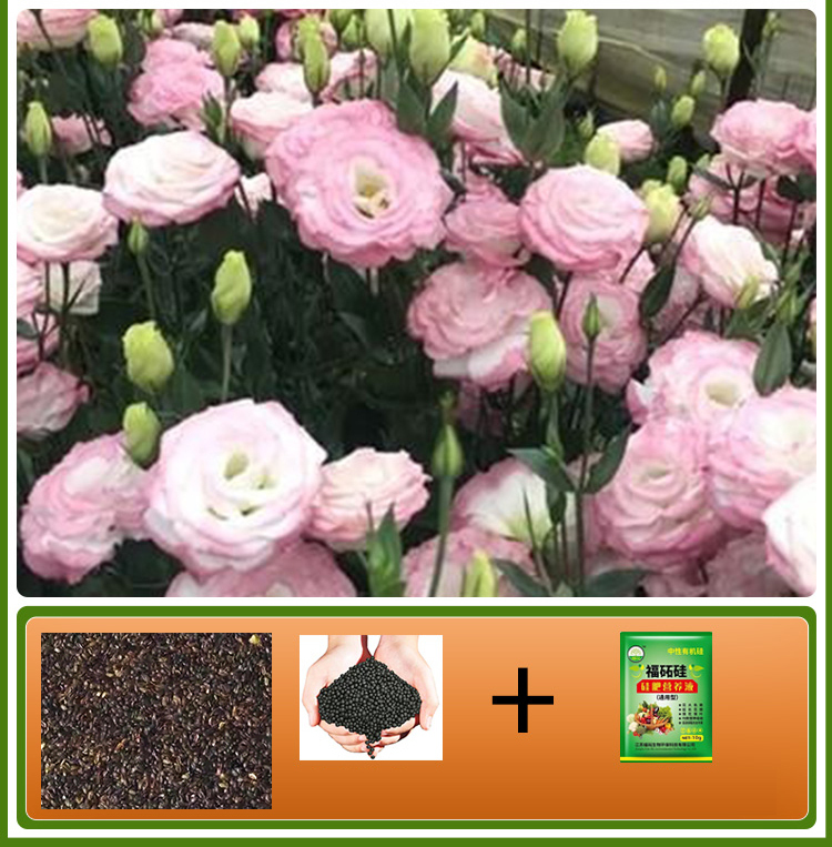  GK-Easy Life Balloonflower Blossom