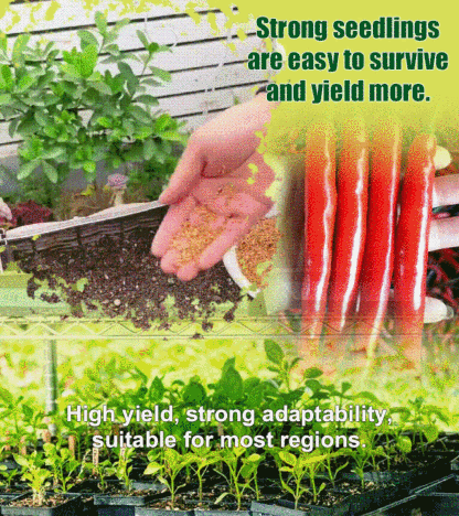 Spicy and Rich Four Seasons Beauty Pepper Seeds