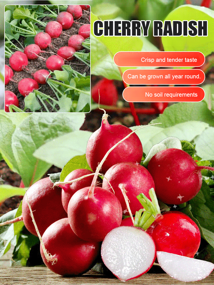 【Delicious】Cherry Radish