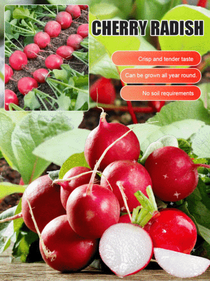 【Delicious】Cherry Radish