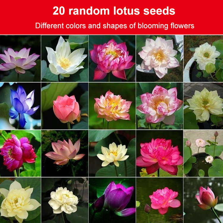Home ornamental lotus seeds (free shipping)