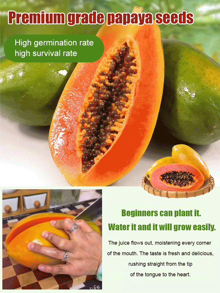 Potted red dwarf papaya seeds