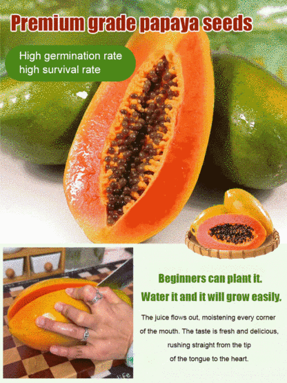 Potted red dwarf papaya seeds