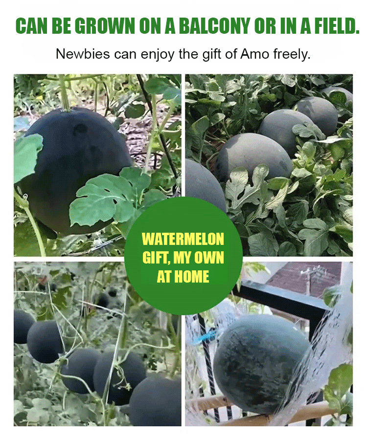 Black seedless watermelon seeds