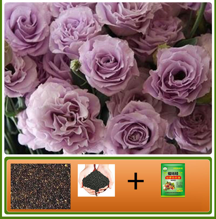  GK-Easy Life Balloonflower Blossom