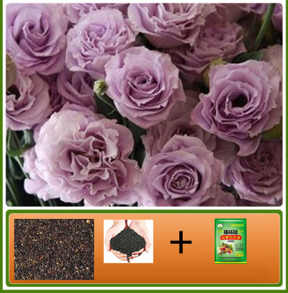  GK-Easy Life Balloonflower Blossom