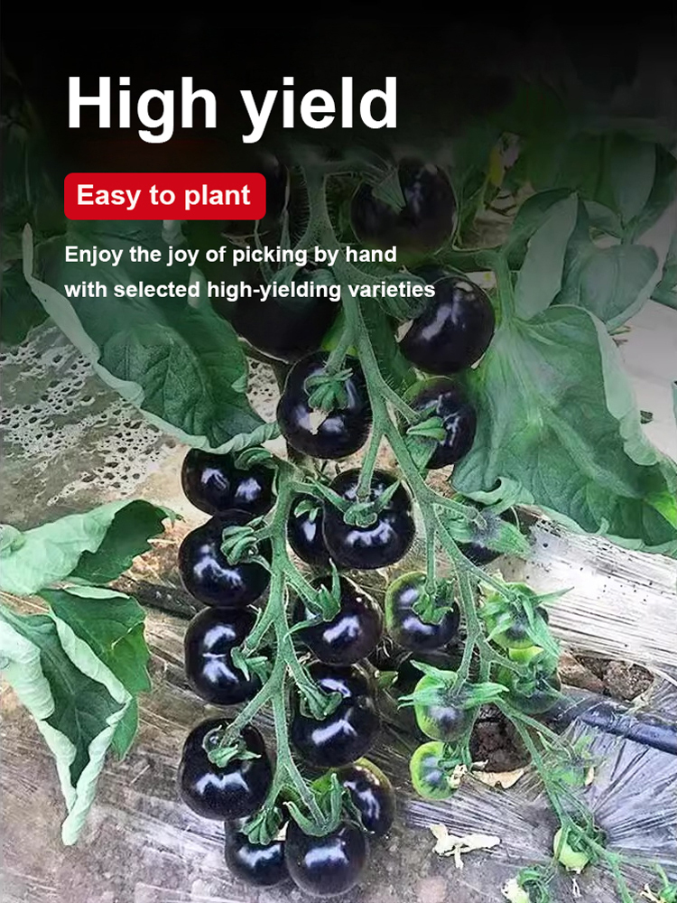 [King of Anthocyanins] Antioxidant Black Pearl Tomato Seedling