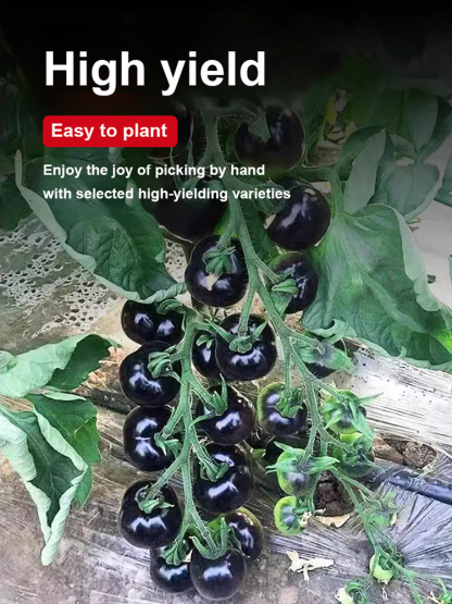 [King of Anthocyanins] Antioxidant Black Pearl Tomato Seedling