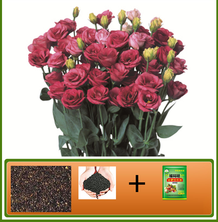  GK-Easy Life Balloonflower Blossom