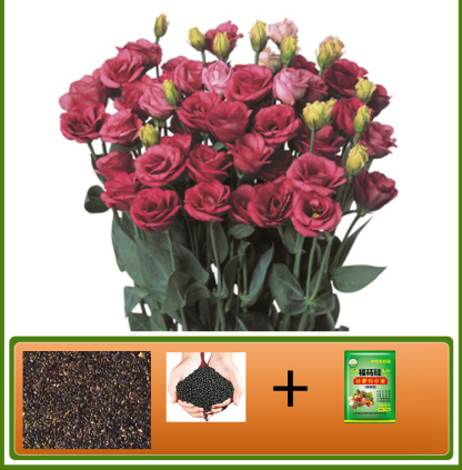  GK-Easy Life Balloonflower Blossom