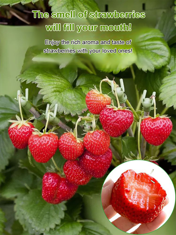 Four Seasons Fruit Cream Strawberry Seeds
