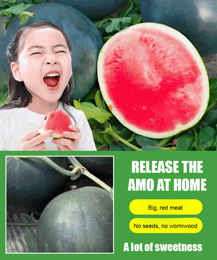 Black seedless watermelon seeds