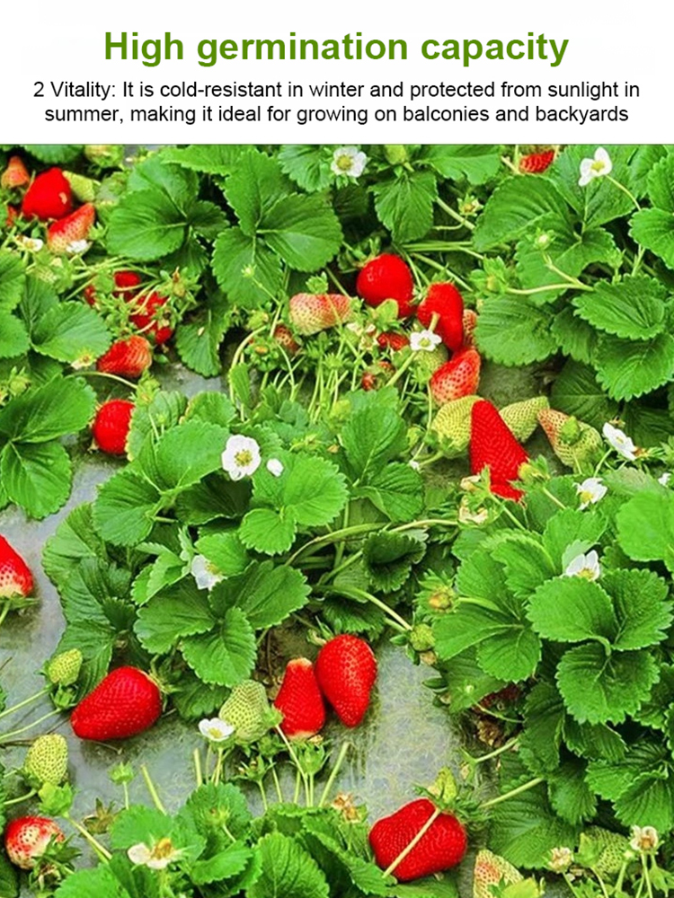 Four Seasons Fruit Cream Strawberry Seeds