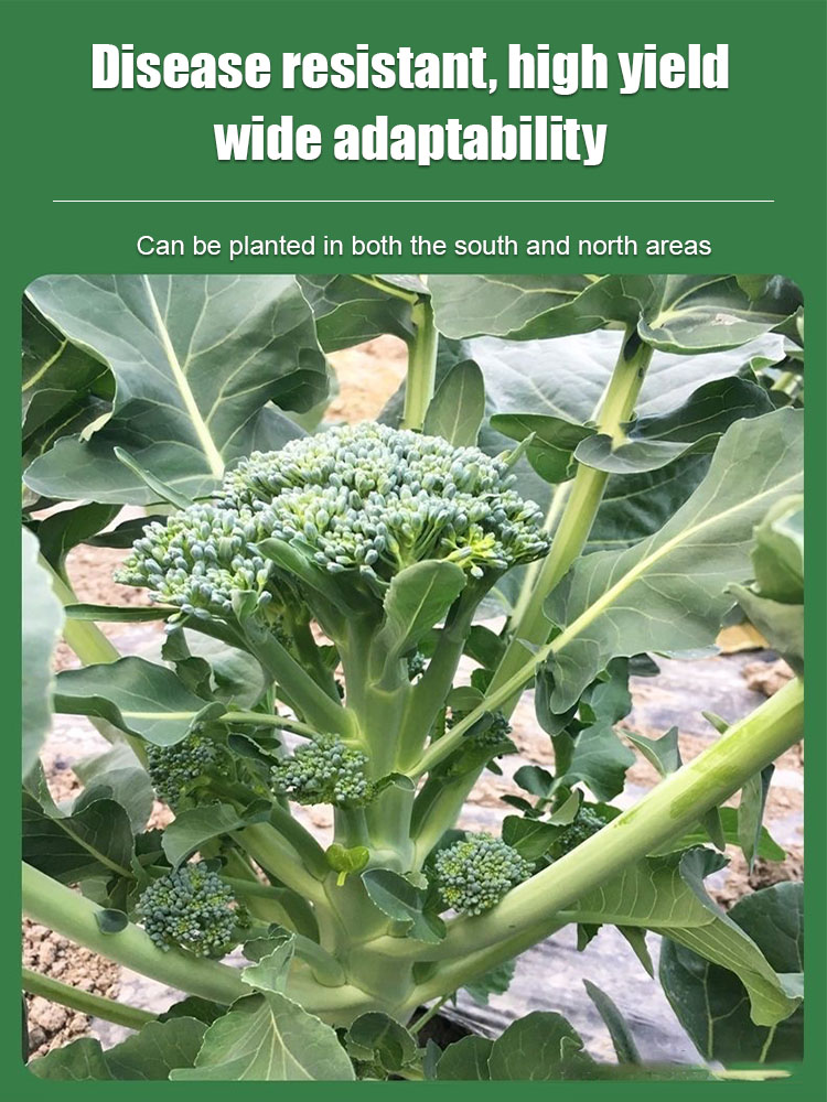 Organic broccoli seeds