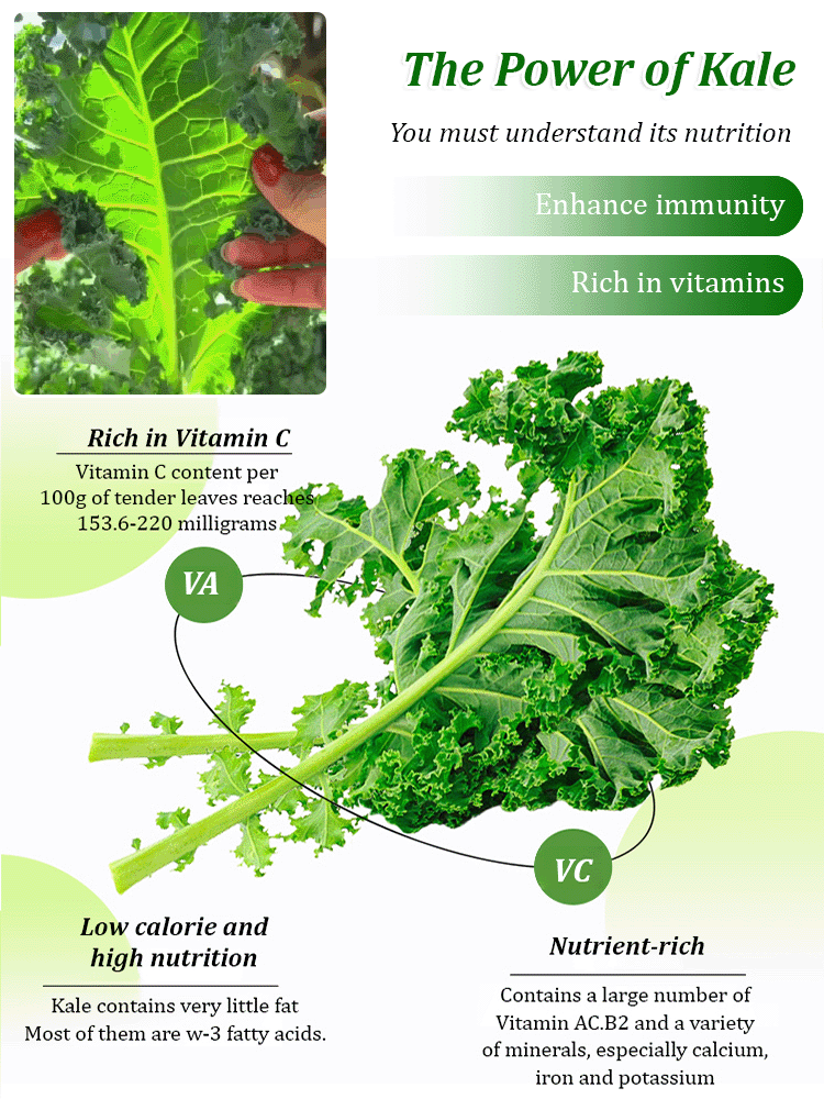 "Kale Seeds, the King of Vegetables"