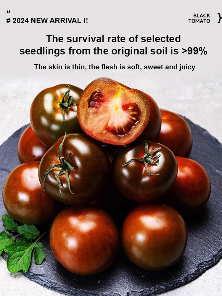 [King of Anthocyanins] Antioxidant Black Pearl Tomato Seedling