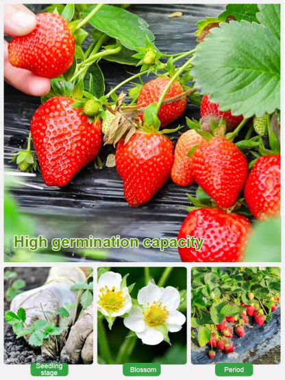 Four Seasons Fruit Cream Strawberry Seeds