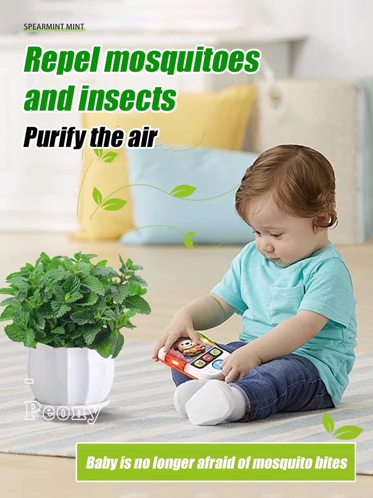 Edible and easy to survive mint seeds that can repel mosquitoes and insects