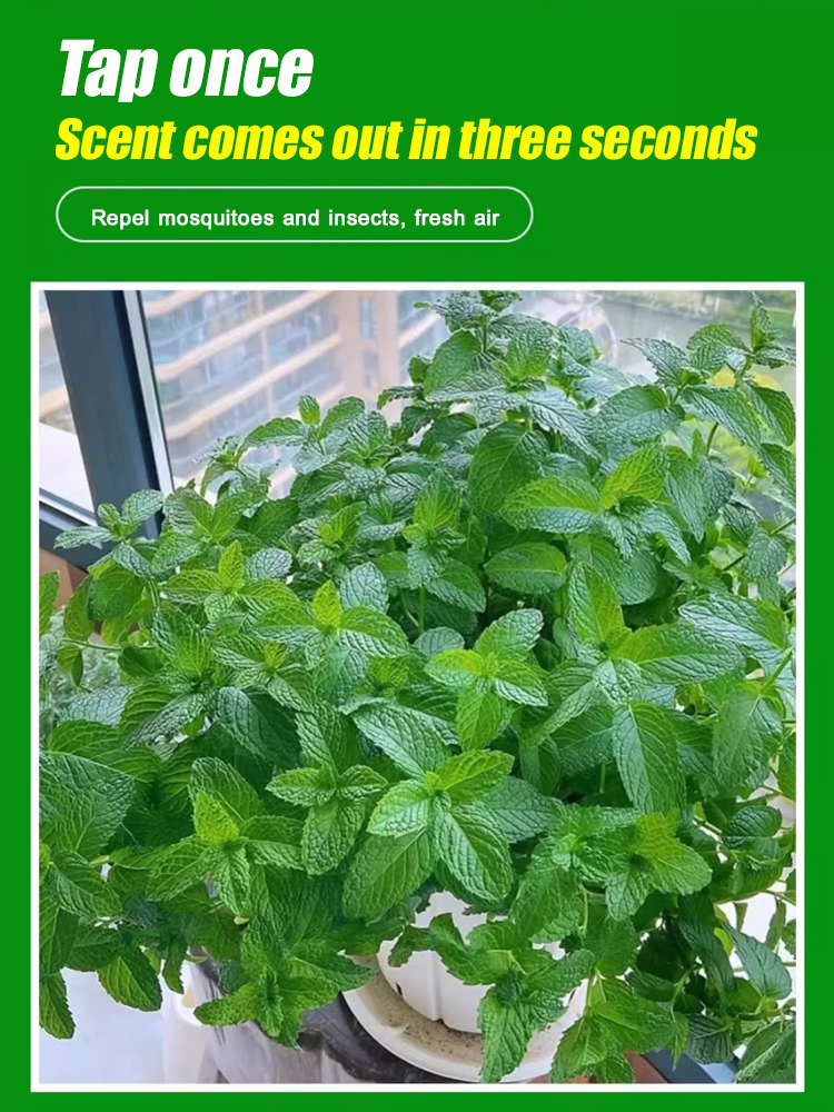 Edible and easy to survive mint seeds that can repel mosquitoes and insects