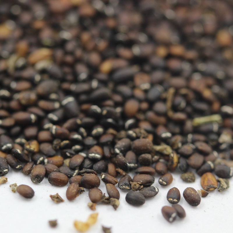 Edible and easy to survive mint seeds that can repel mosquitoes and insects