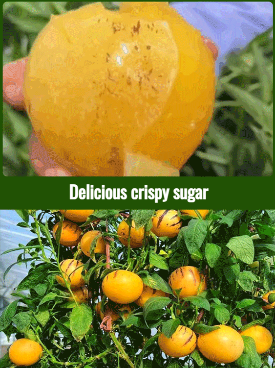 Ginseng potted plants