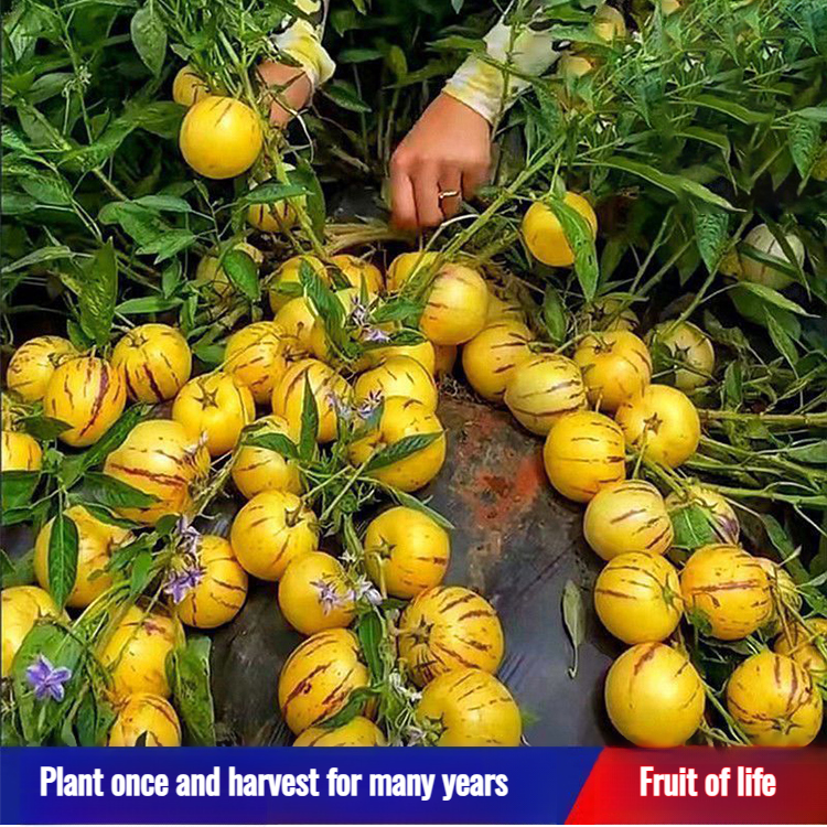Ginseng potted plants